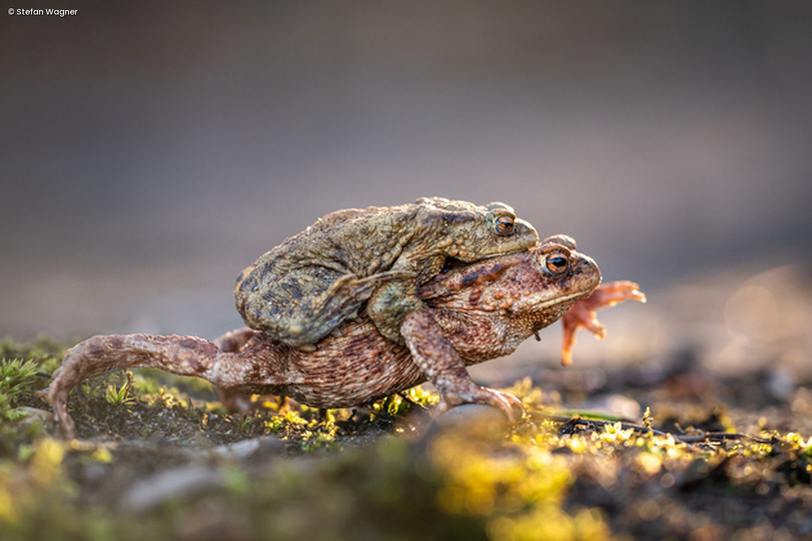 1 Frosch sitzt auf anderem