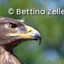 Steppenadler und Wespe