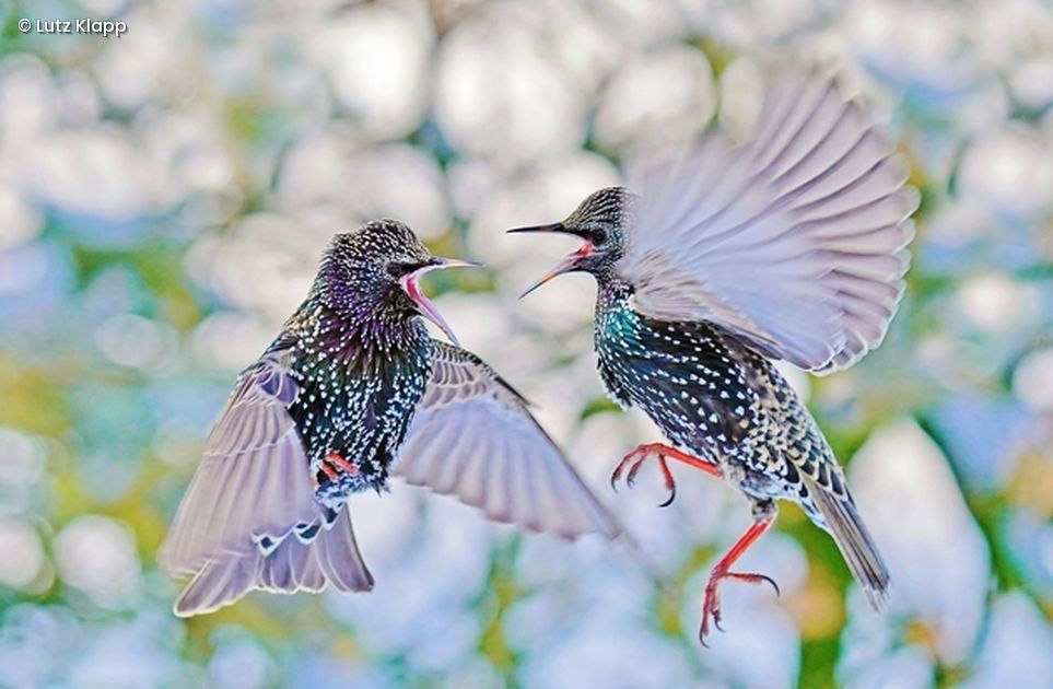 2 Vögel