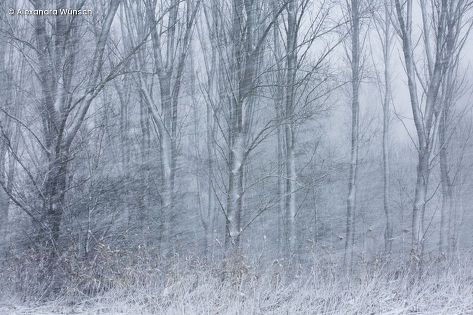 Wald im Schnee