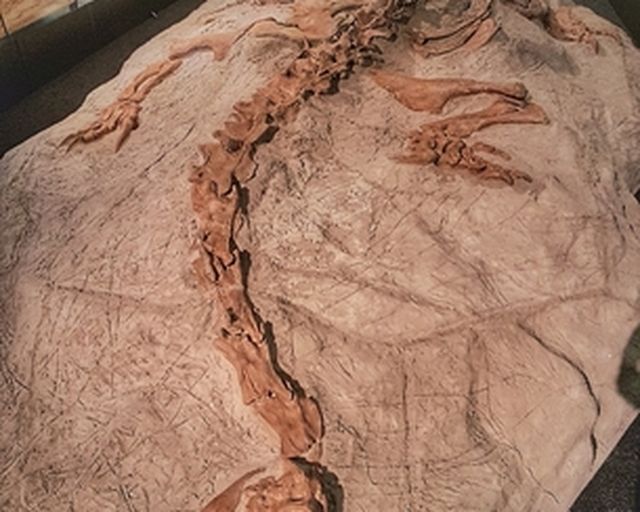 Dino Fossil