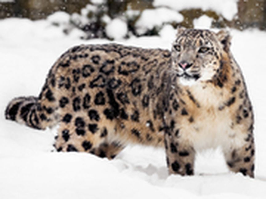 Schneeleopard im Schnee