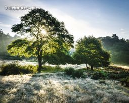 Bäume auf Wiese mit Sonne im Hintergrund
