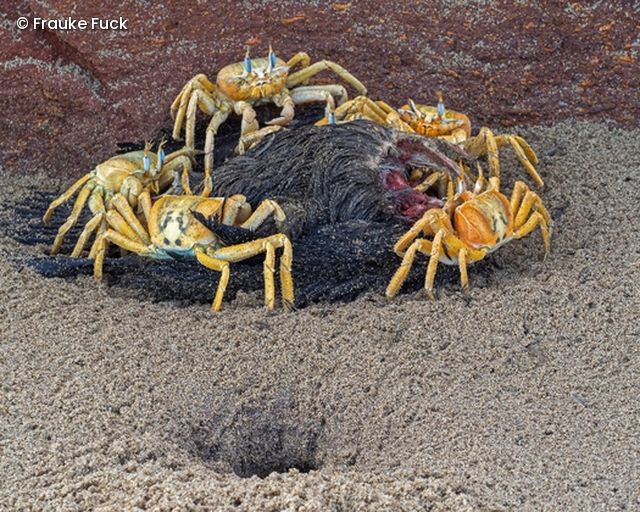Gruppe von Krabben