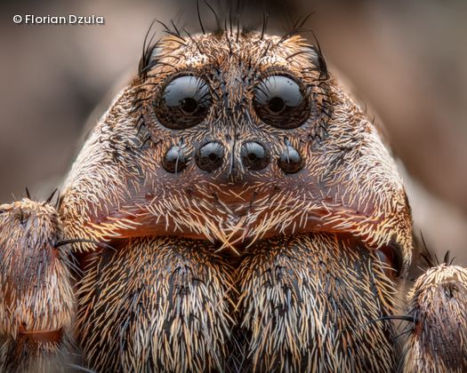 Spinne mit Augen in Nahaufnahme