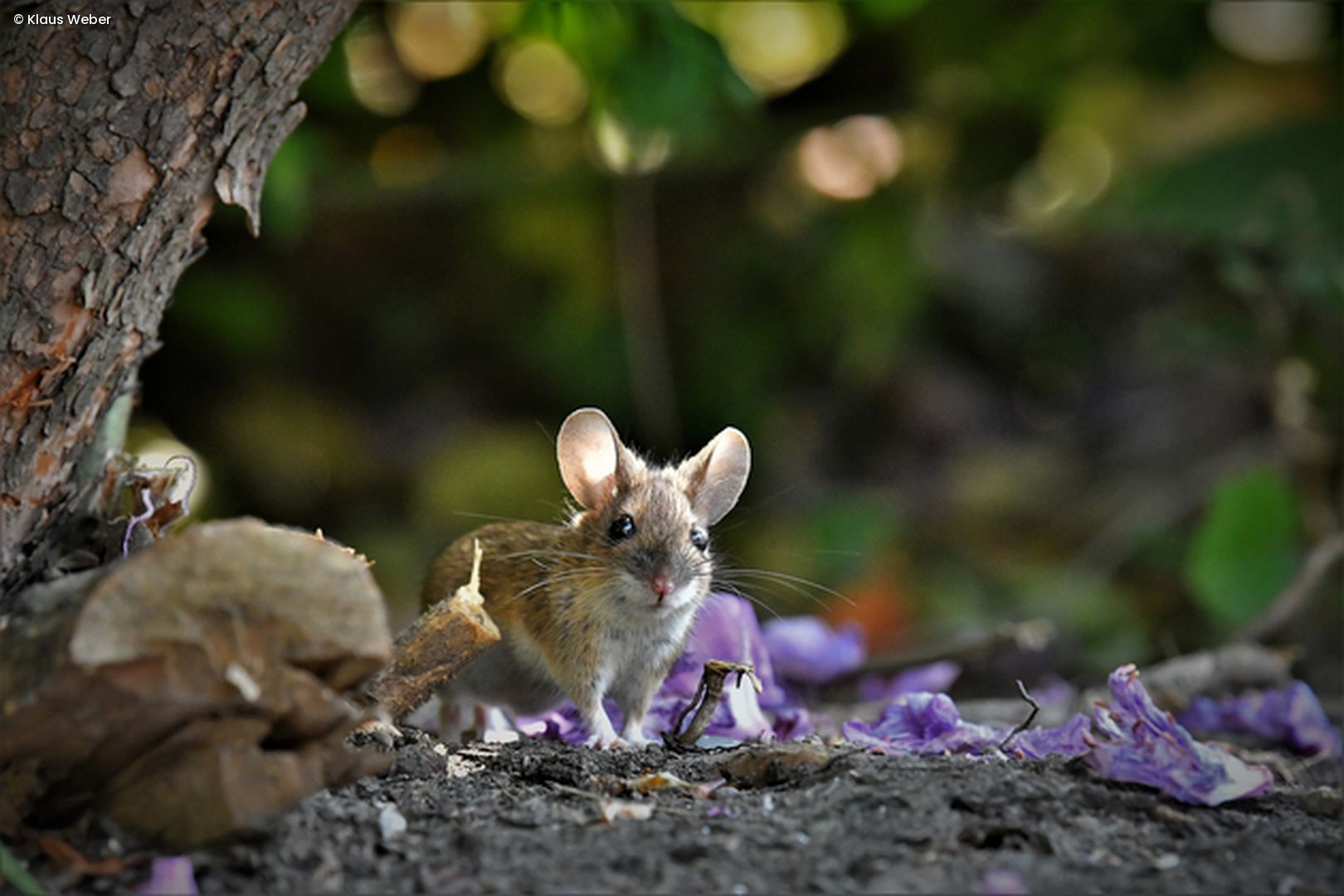 Maus