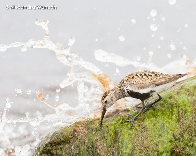 Vogel trinkt Wasser