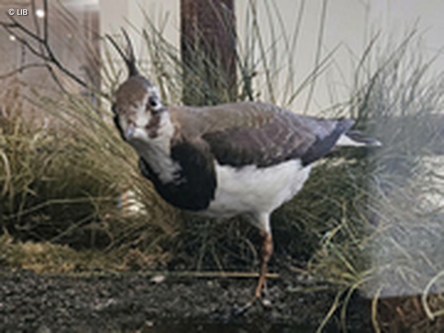 Vogelpräparat