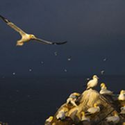 Ein Vogel fliegt, weitere sitzen auf Steinen