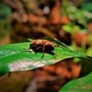 Käfer auf Blatt