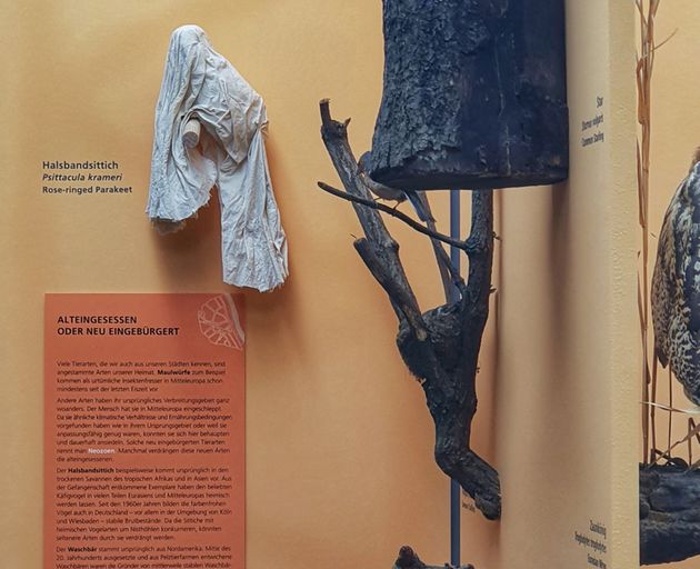 Enterventionale Ausstellungsvirtrine