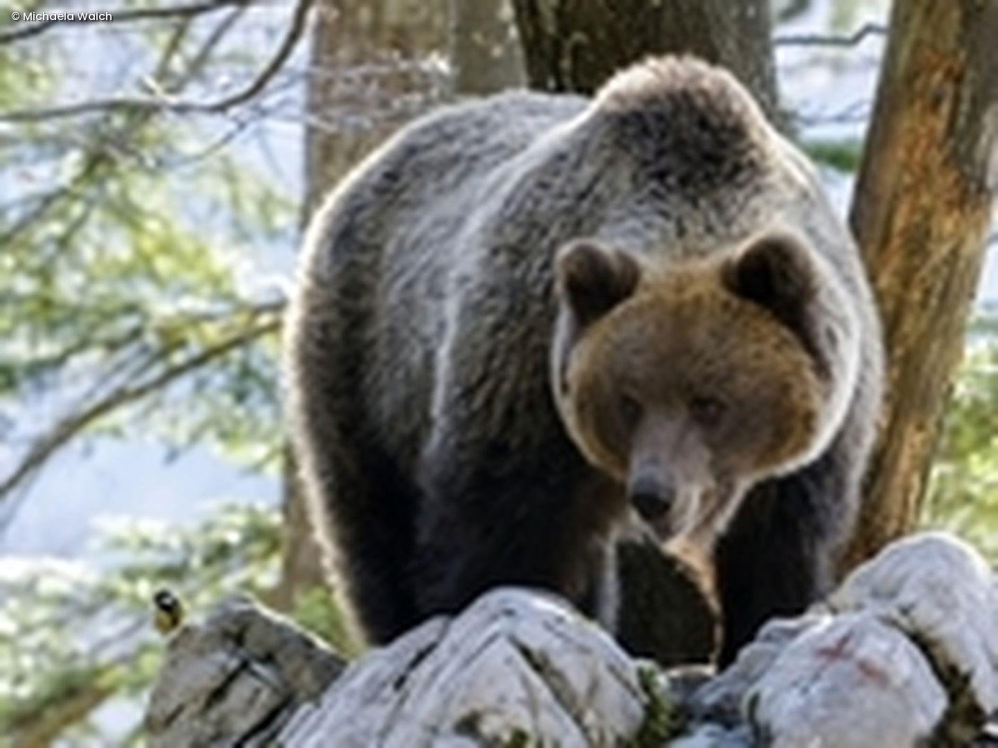 Kohlmeise, Braunbär