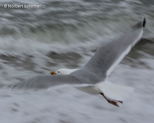 Möwe fliegt über Wasser