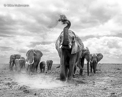 SW Elefanten Herde