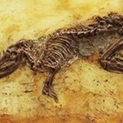 Dinosaurier Fossil