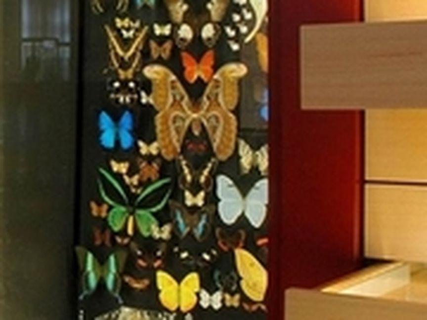 Ausstellungsraum, Wand mit verschiedenen Schmetterlingen