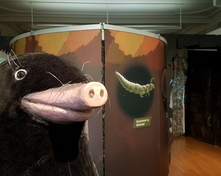 Maulwurf Figur in Ausstellungsraum