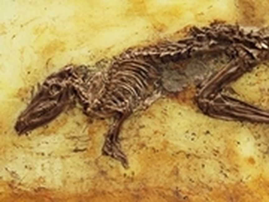 Dinosaurier Fossil