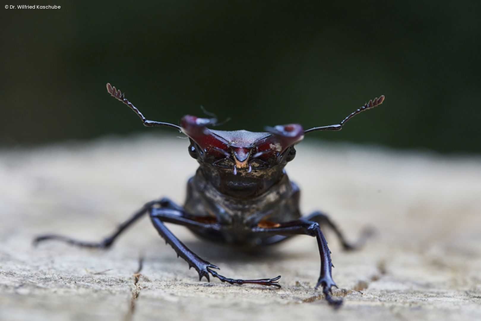 Käfer