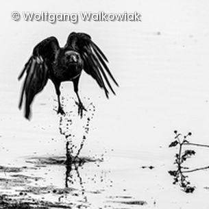 SW Vogel