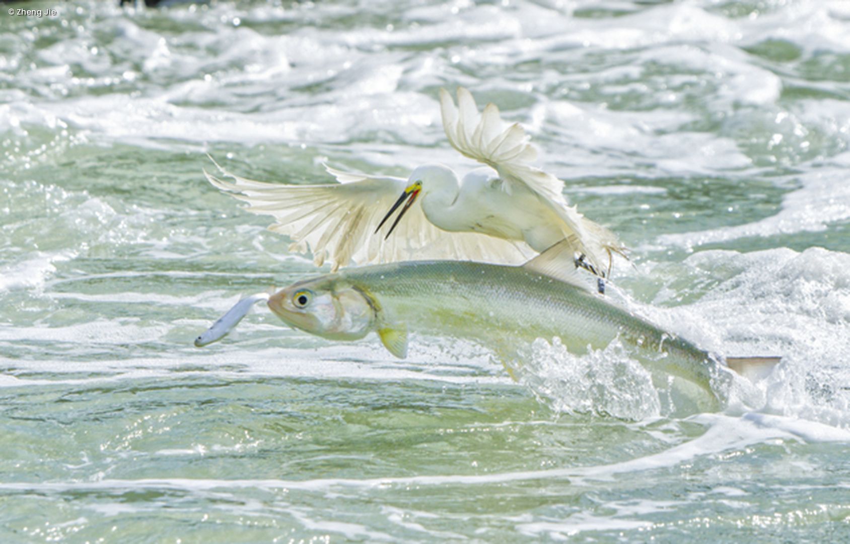 Fisch springt aus Wasser und Reiher greift nach ihm
