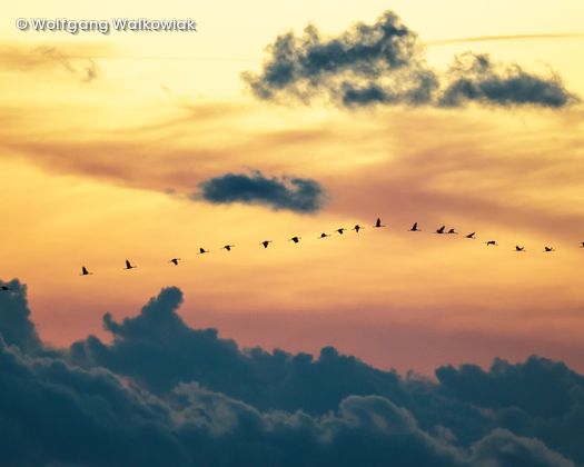 Vogelschwarm fliegt über den Wolken