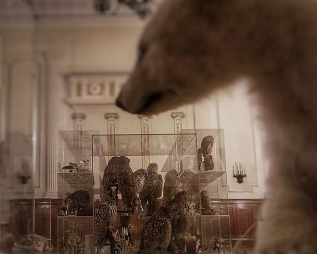 Eisbären Präparat in Ausstellungsraum