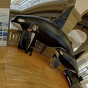 Ausstellungsraum mit Modell Orca