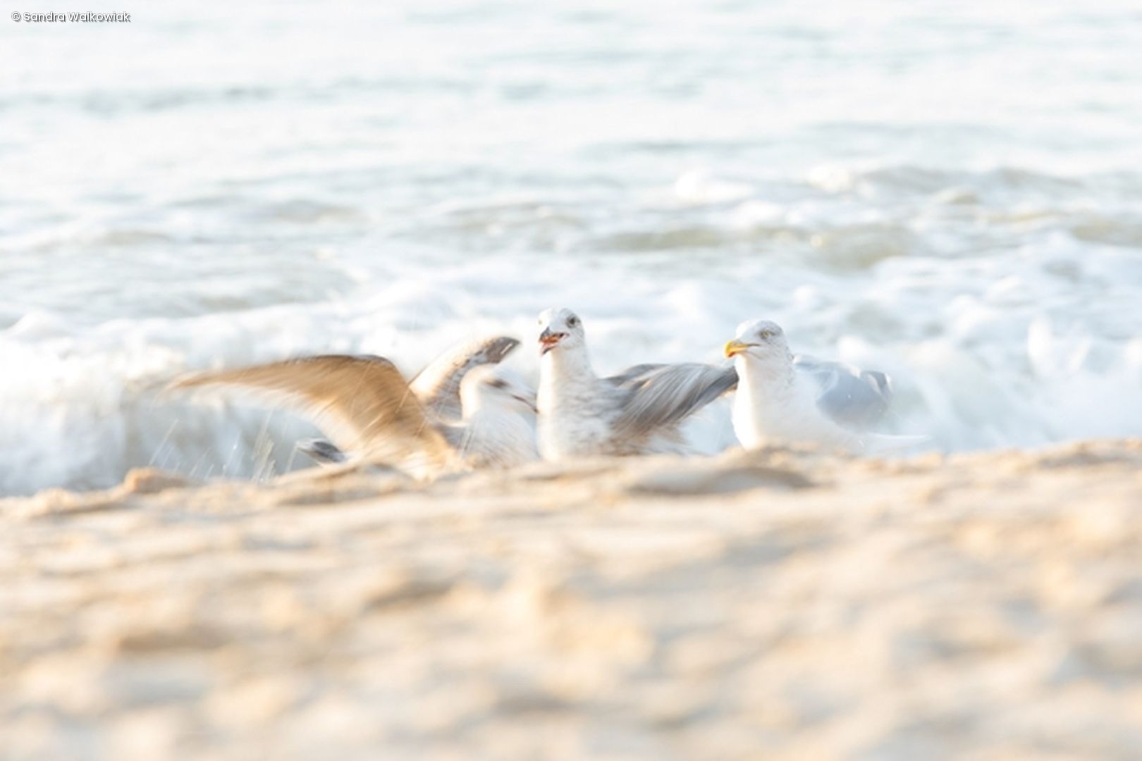 Möwen am Strand