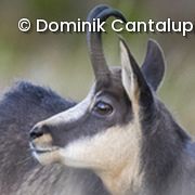 Steinbock