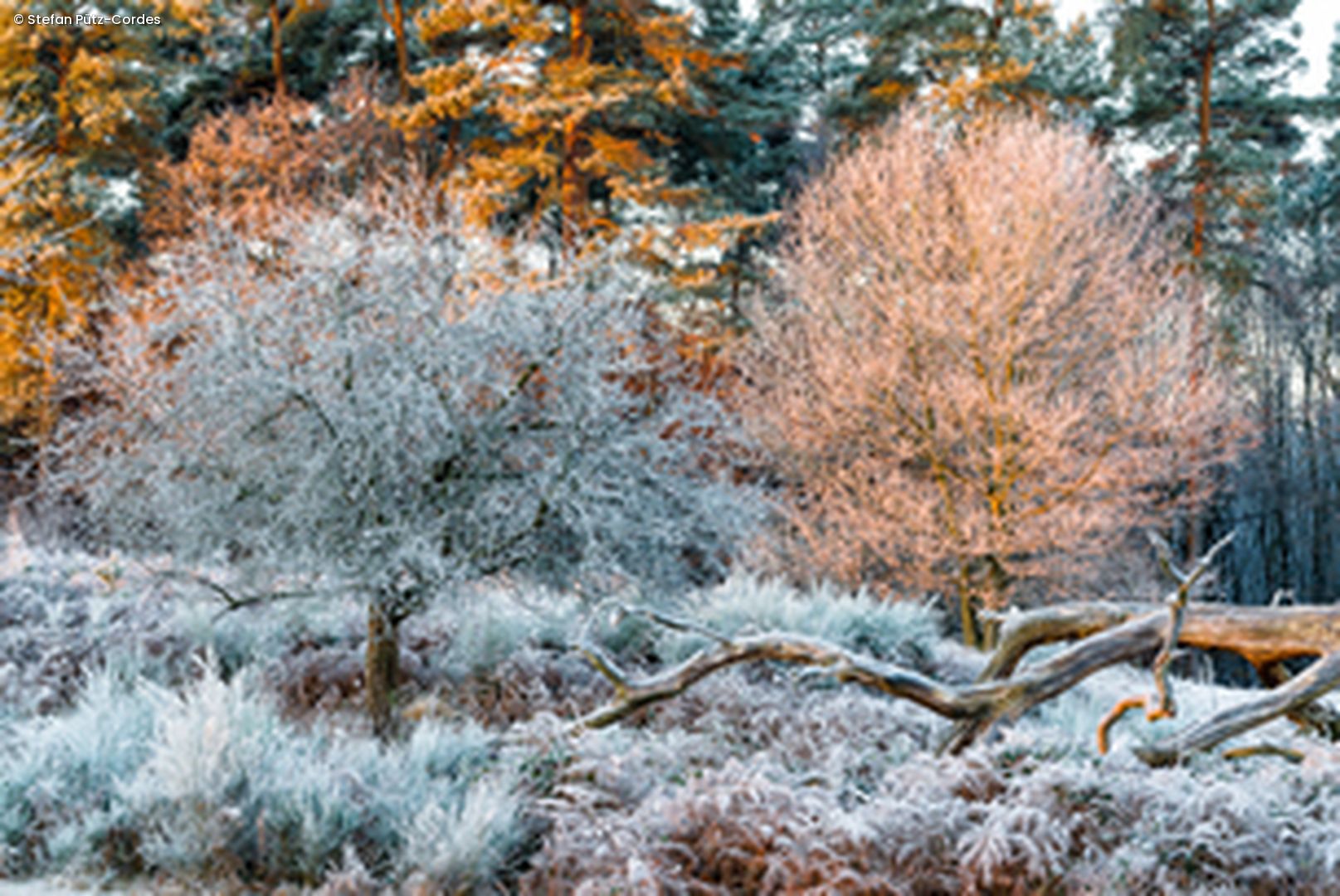 Landschaft mit Frost überzeugen & 2 Bäume