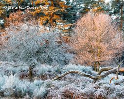 Landschaft mit Frost überzeugen & 2 Bäume