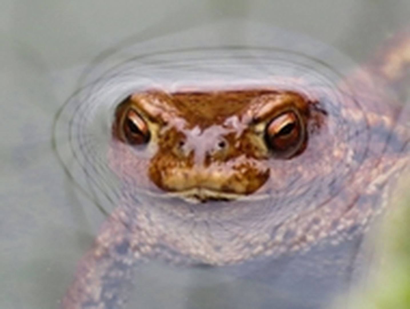Frosch lugt aus dem Wasser
