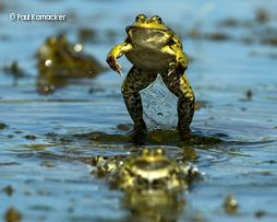 Frosch hüpft aus Wasser