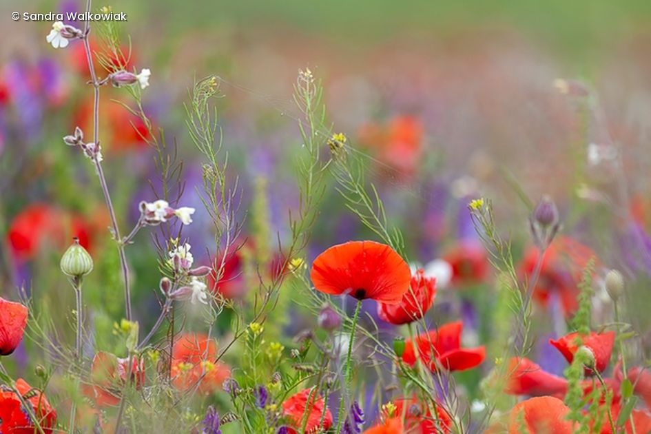 Bunte Blumenwiese