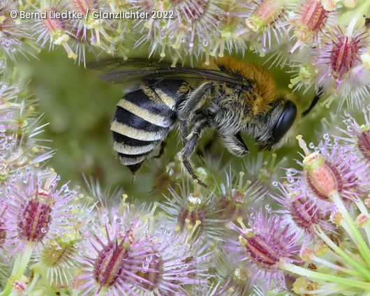 Biene in Mitte von Blumen