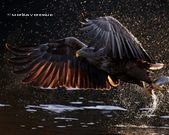 Seeadler greift Beute aus Wasser