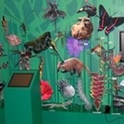 Grüne Wand mit vielen verschiedenen Tierpräparaten davor