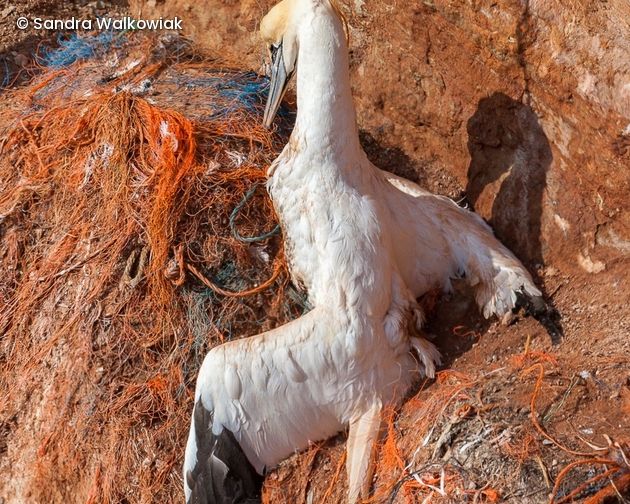 Vogel auf Fischernetzen