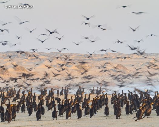 Gruppe von Kormoranen