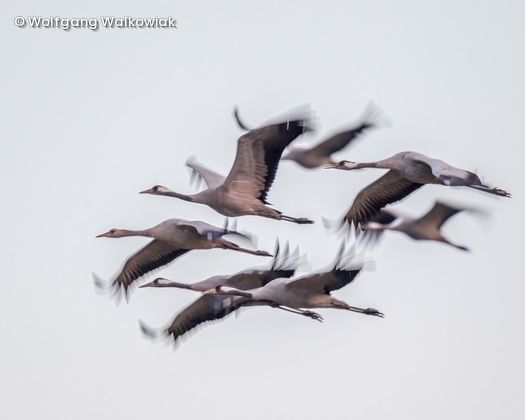 Fliegender Zugvogelschwarm 