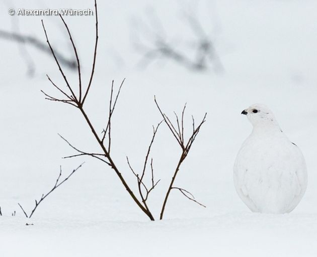 Vogel und Ast im Schnee