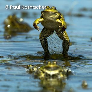 Frosch hüpft aus Wasser