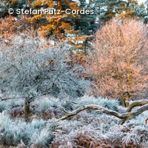 Landschaft mit Frost überzeugen & 2 Bäume