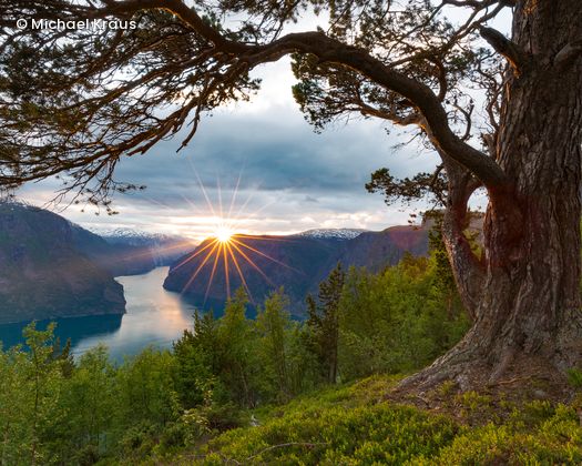 Fjordkiefer mit See-Panorama