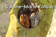 Waldkauzpärchen