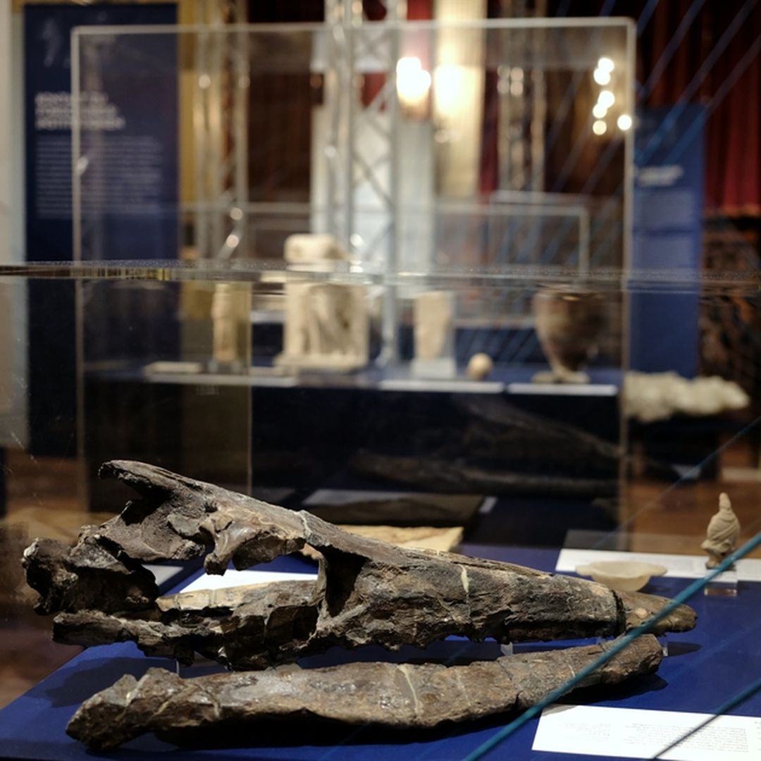 Kosmos Ausstellungsvitrine