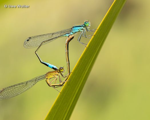 2 Libellen auf Grashalm