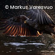 Seeadler greift Beute aus Wasser