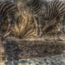 Zebra Präparate